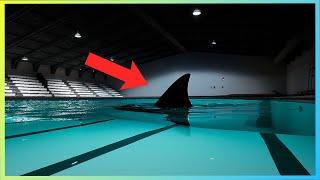 There's a Shark in the Pool...