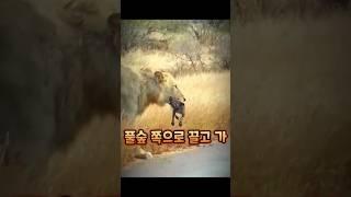 새끼 리카온을 사냥하는 무자비한 사자! 새끼 리카온의 최후 ㅠ #동물