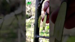 New grafting techniques apple tree side graft best method #satisfying #plants #diy #gardening