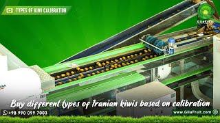 Types of Iranian kiwis for export : Kiwi export caliber