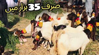 Hyderabad Bypass Bakra Mandi Latest Update ️