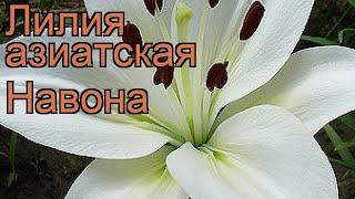 Лилия азиатская Навона (lilium asiatic navona)  Навона обзор: как сажать, луковицы лилии Навона