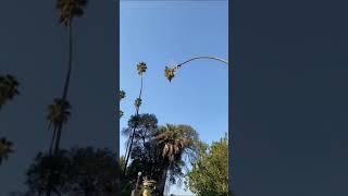 Man cutting a 100-foot Californian Palm Tree What do you think?  #dangerous #tree #shorts