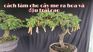 Cách làm cho cây me ra hoa có tỷ lệ đậu trái cao.