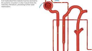Counter current exchanger