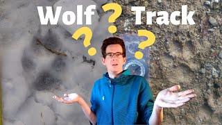 How to identify a wolf track: grey wolf track identification - Canis lupus