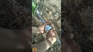 الترقيد الهوائي لشجرة التين #لاتنسى_الاشتراك_في_القناة_ولايك
