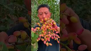 Picking pistachios#farming#enjoyrurallife#nature#rurallife#vegetables#ruralharvest#agriculture