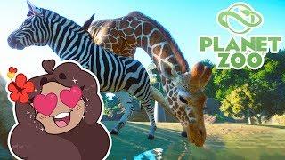 Behold My Beautiful GIRAFFES!!  Planet Zoo BETA • #1