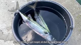 Fisketur på Aarhus Havn