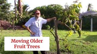 Transplanting Fruit Trees