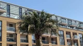 large Jubaea Chilensis Palm in London