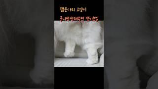 짧은 다리 고양이 궁디팡팡 해주면?            #cat #고양이웃긴영상 #고양이 #고양이일상 #귀여운냥이 #귀여운고양이 #궁디팡팡 #내이름은김설기
