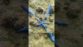 Blue Starfish #shorts #youtubeshorts