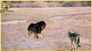 Aboriginal Shepherd  Dog Of Mongolia & Tibet