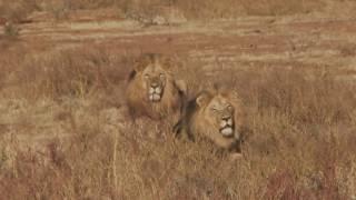 Breath Taking Lion Hunt