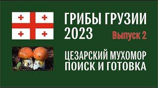 Грибы Грузии 2023. Выпуск №2. Цезарский мухомор (Amanita caesarea). Как отличить, как приготовить.