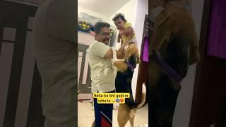 Bella ko bhi utha  lo ️#viralvideo #shorts #dog #funny #cutedog #pets #puppy #beagle