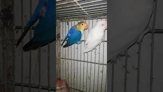 Albino lovebird female pair with parblue male chicks results #albino #lovebirds #mutations