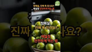 청매실 진짜 독있나? 안전하게 먹는 법 #매실청 #청매실독성 #매실 #7월제철음식 #매실효능 #매실청담그기