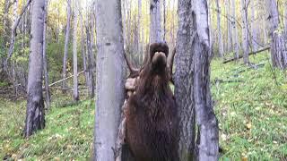 Viral   Two Trees Stop 40 mph Bull Elk Instantly