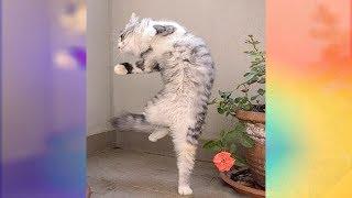 Funniest Cats Dancing to Music