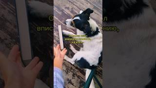 #книги #книга #литература #фэнтези #антонинакрейн #шолох #книжныйблог #книжныепокупки #чтение #books