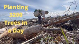 Tree Planting in British Columbia, Canada