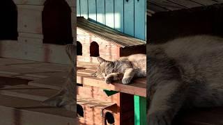 dreams come true ️ #cats #lifecats #funny #mare