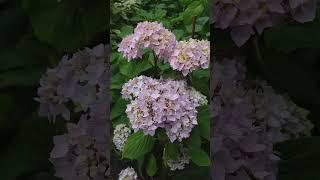 Крупнолистная гортензия Со Лонг Эбони.Саженцы БУДУТ! #саженцыгортензий