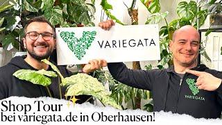 Perspektive beim Hofladen von Variegata.de! 🪴