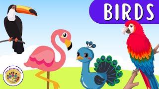 Kids Educational Videos | Kindergarten and Elementary ENGLISH Math SCIENCE | Learn about Birds!!!