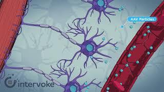 2D Medical Explainer Video Reel