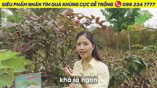 Cây Nhãn Tím trái khủng cực dễ trồng | 096 234 7777