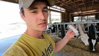 SmaXtec Cow Health Monitoring