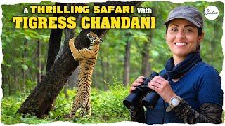 Thrilling Safari With Tiger Chandani || Tadoba Series || Sadaa Wild Stories