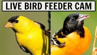  LIVE Bird Feeder Cam in Ohio - Over 50 species observed