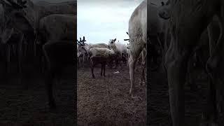 Это берегут в тундре больше всего #ямал #север #оленеводы