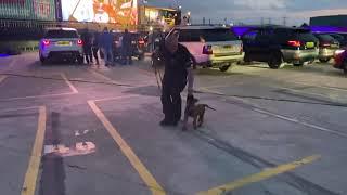 Hades 9 weeks ️ first steps in to obedience  full distraction 