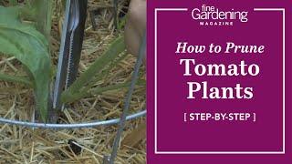 Garden Tips | How to Prune Tomato Plants