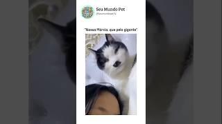 E só piora  #animal #br #brasil #shortsvideo #cachorro #gato #humorbrasil #animalshorts