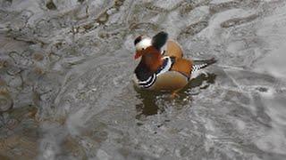 Balzende Mandarinenten -  Courting mandarin ducks