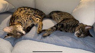 Living with a Wild Serval Cat