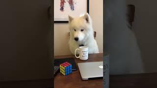 Dunder Woofin: Dog Edition of The Office