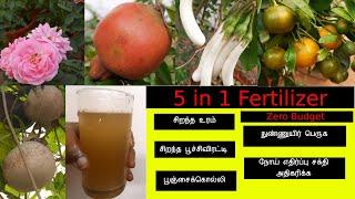 #மாடித்தோட்டம் 5 in 1 Fertilizer for all plants in Terrace garden in Tamil || Zero Budget Liquid