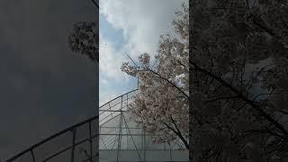 #S131'반반다육농원 벚꽃나무'#벚꽃#나무#체리#블라썸#체리블라썸#cherryblossom#tree#cherry#blossom#장윤정#장윤정벚꽃길#트로트#장윤정노래#꽃송이가#hi
