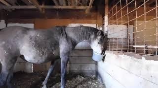 Morning Barn Chores/Pregnant Mare Care