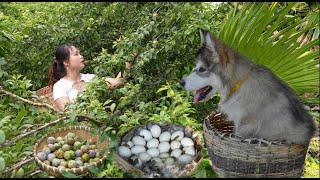 Picking plums to sell, looking for missing ducks, discovering duck eggs, taking care of taro gardens