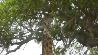 Giraffe's Tongue--Tarangire