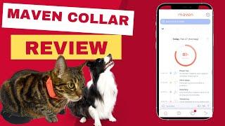 Maven Collar Review: Innovation of the Pet Healthcare?